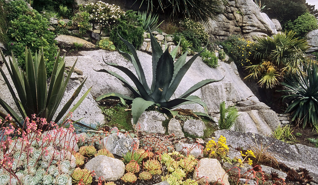 Jardim xerófillo