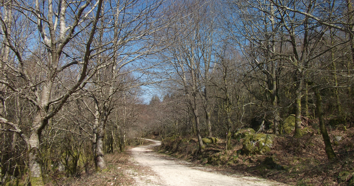 percurso pedestre no meio do bosque