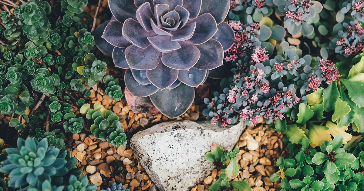 Jardim com cactos