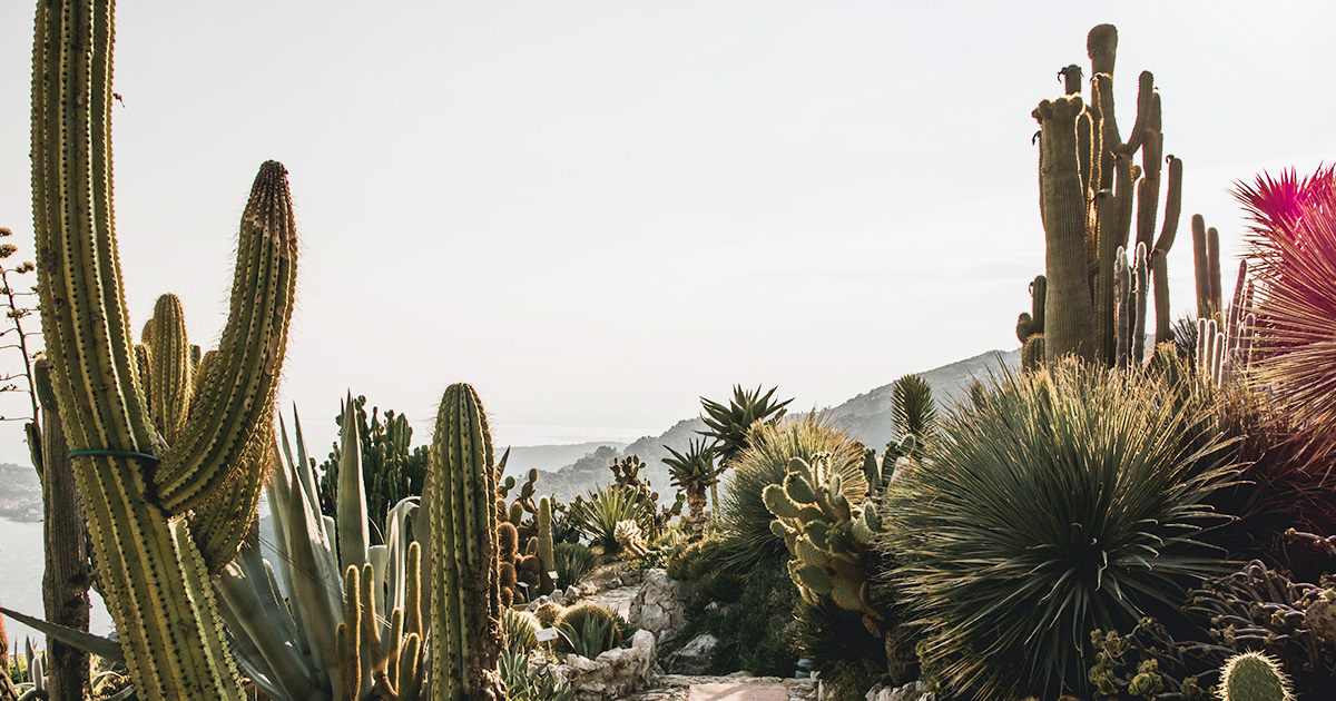 Jardim com cactos